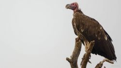 Fotografía: Buitre sobre árbol seco en Murchison