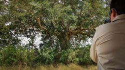 Fotografía: Ver los leones sobre árboles es algo impresionante en Uganda
