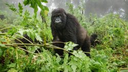 Fotografía: Se hace muy corta la hora viendo gorilas de montaña en Rwanda