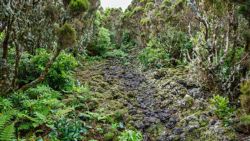 Fotografía: Así son las rutas en Terceira, sobre roca volcánica