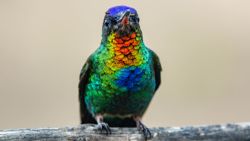Fotografía: Los colibríes son hiptonizadores con su colores