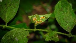 Fotografía: La espectacular ranita de ojos rojos