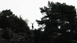 Fotografía: Ciervo nos mira desde la cumbre