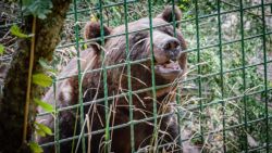 Fotografía: El oso llega al límite en El Hosquillo
