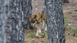 Fotografía: Lobo en El Hosquillo