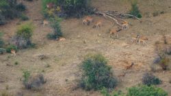 Fotografía: Manada de gamos en los montes universales
