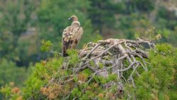 Fotografía: Pinos repelados, tal vez los buitres tengan algo que ver