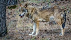 Fotografía: Estudiando el terreno bajo los pinos, el imponente lobo ibérico