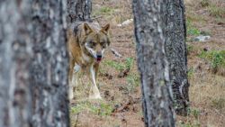 Fotografía: Lobo en el Hosquillo entre pinos, Cuenca