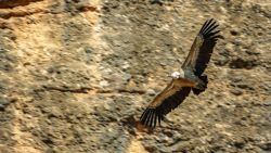 Fotografía: Buitre volando cerca de los Mallos